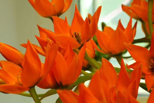 05_oranzove tulipany